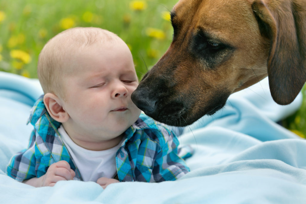 The Dog Wizard Dog Training for babies Dog meeting baby for the first time