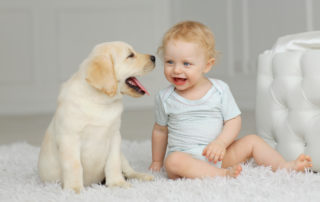 Dog and baby playing