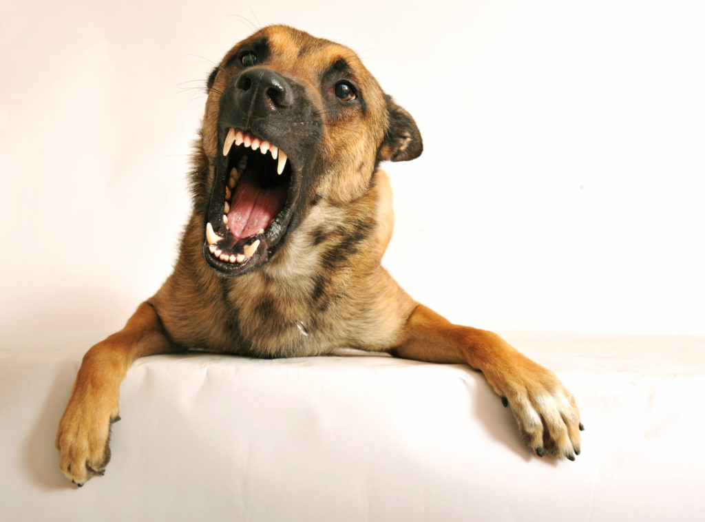 Signs Your Dog Needs Obedience Training Aggressive dog that needs obedience training