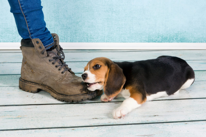 Small puppy biting Puppy biting owner's foot