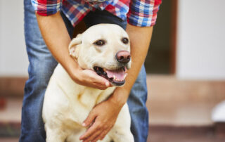 Rewarding calm behavior to an overexcited dog