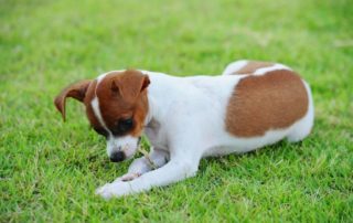 Why Does My Dog Eat Grass