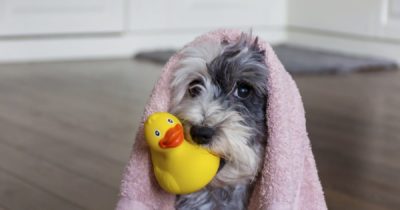 Dog biting a rubber duck
