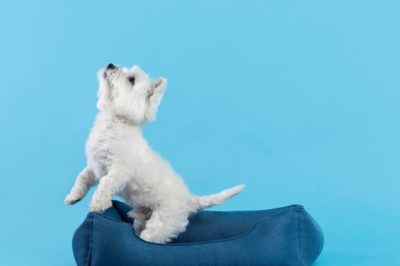 Adorable white little puppy