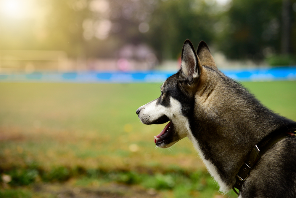 Portrait of a husky dog looking at a green lawn