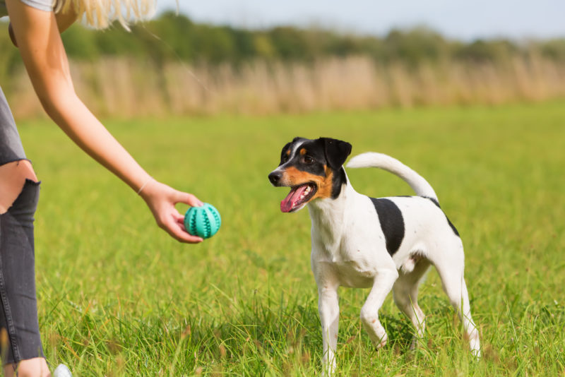 Playing fetch to help prepare the dog for back to school time