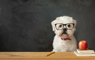 Small white dog sitting at a school desk for dog for back to school tim