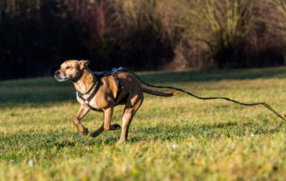 Dog escape and what to do when your dog runs off.