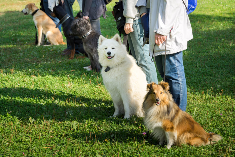 Group of dogs during Dog Training Career Session