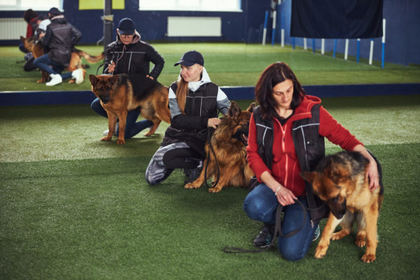 Trainers holding their dogs during session