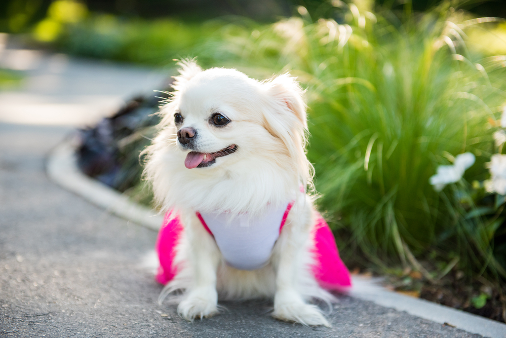 what to do when your dog gets out - small longhair chihuahua