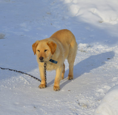 A lost puppy standing on snow at sunny day in winter.