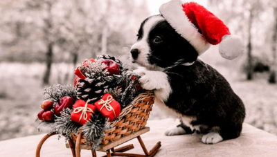 preparing your dog for the holidays