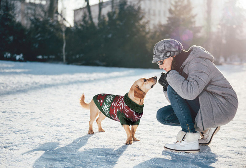 Dog wearing winter coat