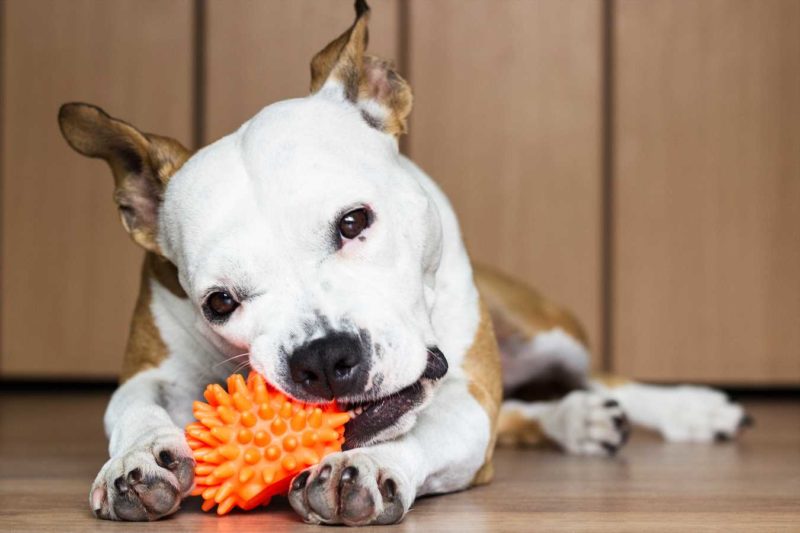 Provide a chew toy to your puppy.