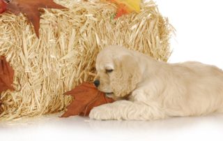 How To Stop My Puppy From Eating Everything