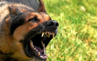 Aggressive dog. What makes some dogs attack other dogs that are friendly and how to correct it.