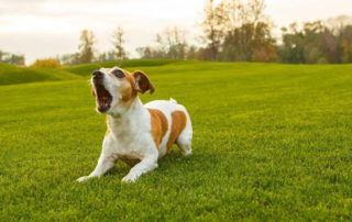 Dog barking in the park. Find out the reason why do dogs bark at nothing.