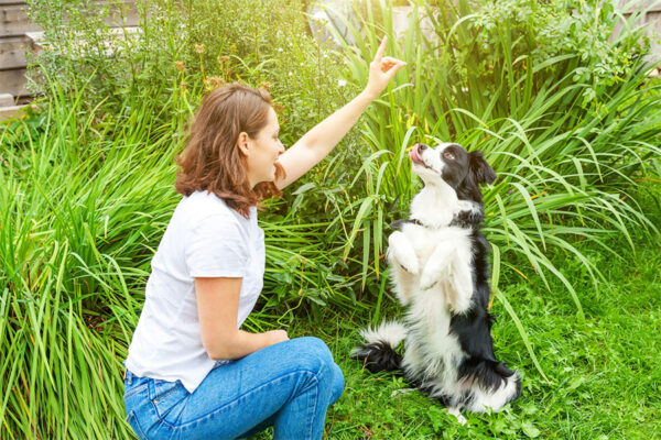 Private, in-person dog training in a grassy yard led by one of our female dog trainers