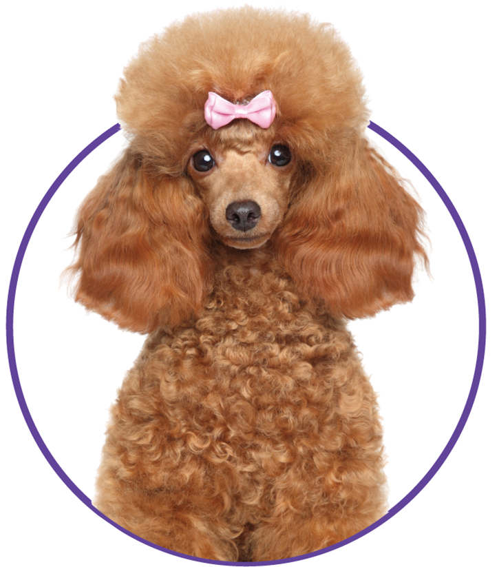 Poodle dog with a pink bow