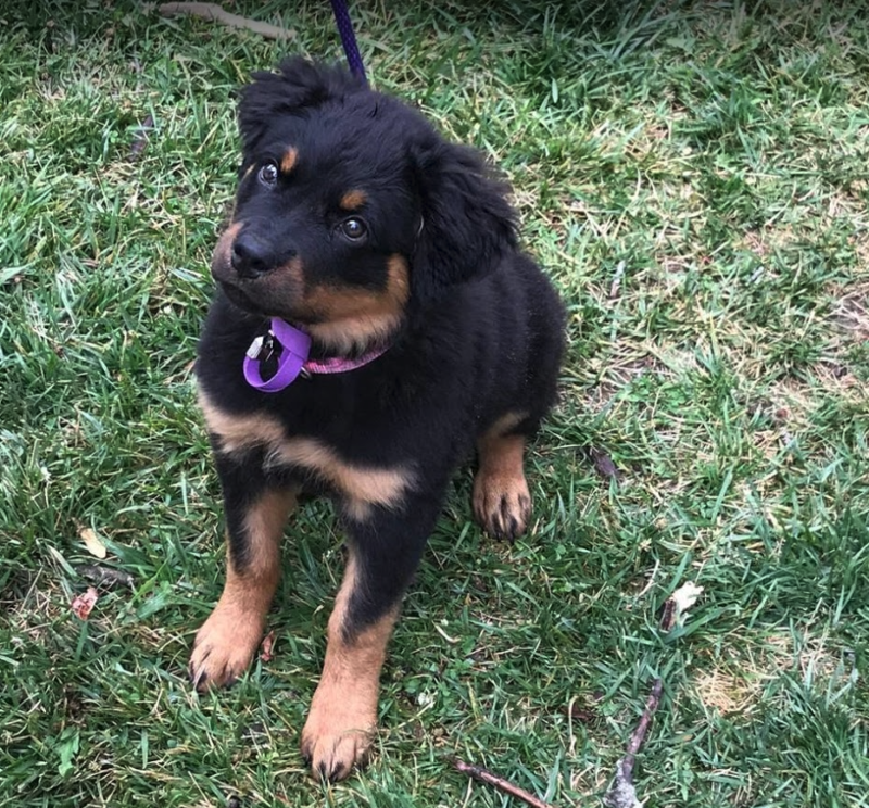 Cute black puppy looking up concept image for raising a puppy Cute black puppy looking up concept image for raising a puppy