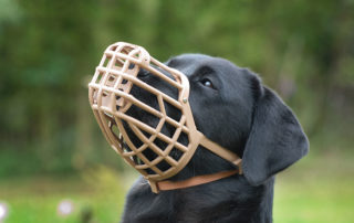 Dog wearing basket muzzle concept image for when should you use a muzzle on a dog.