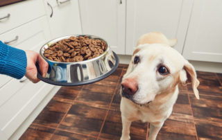 Dog owner feeding his pup concept image for what is the difference between operant conditioning and classical conditioning.