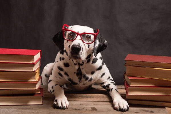 Dalmatian with reading glasses and books concept image for dog training class