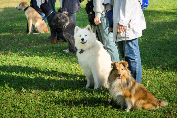 Dog trainers with their dogs during training class