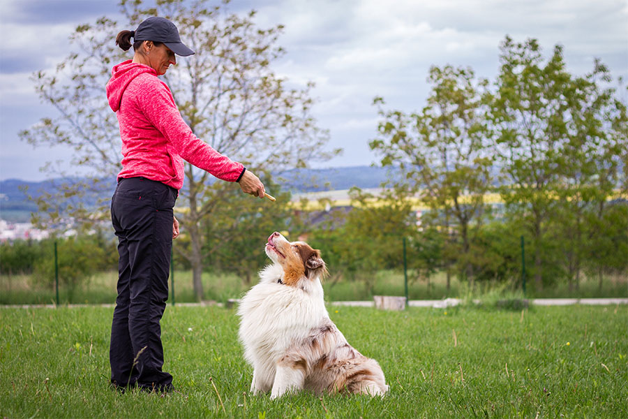 Dog training teaching her dog obedience concept image for dog training business license