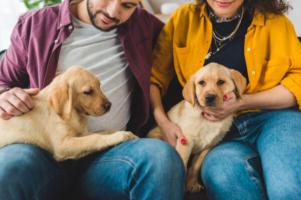 Adorable puppies attending a puppy kindergarten class engage in structured activities to foster positive social skills and behaviors. Adorable puppies attending a puppy kindergarten class engage in structured activities to foster positive social skills and behaviors.