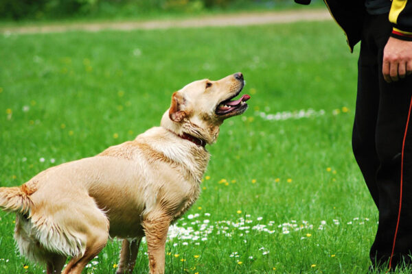 At The Dog Wizard, we provide positive experiences to help socialize older dogs. At The Dog Wizard, we provide positive experiences to help socialize older dogs.