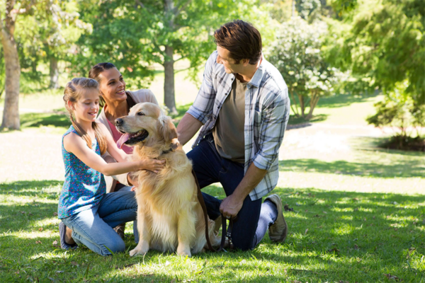 Dedicated pet owners actively participate in dog socialization activities, ensuring their dogs interact positively and learn social skills. Dedicated pet owners actively participate in dog socialization activities, ensuring their dogs interact positively and learn social skills.
