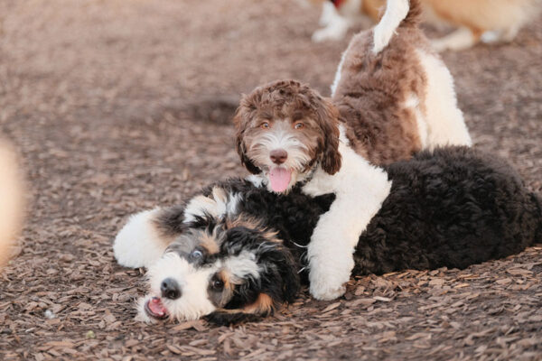 Dogs socializing and playing together at a lively dog park, fostering positive interactions with other dogs. Dogs socializing and playing together at a lively dog park, fostering positive interactions with other dogs.