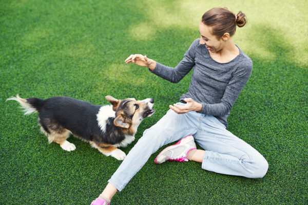 An overly excited dog shows unwanted behavior at the dog park