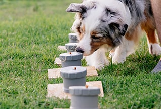 australian-shepherd-doing-nose-work-the-dog-searc-2025-01-08-22-38-40-utc