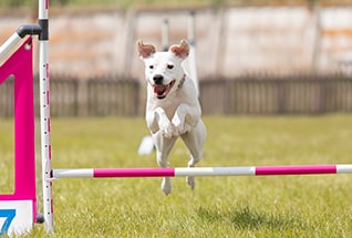 crossbreed-dog-jumps-over-a-hurdle-of-an-agility-c-2025-03-27-03-45-33-utc