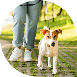 pet-owner-walking-her-dog-in-city-park-woman-min