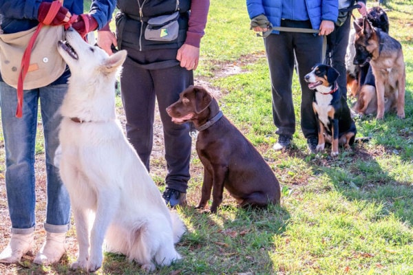 A-diverse-group-of-dogs-participating-in-a-lively-dog-group-class-at-The-Dog-Wizard-learning-critical-social-skills-800×533-min