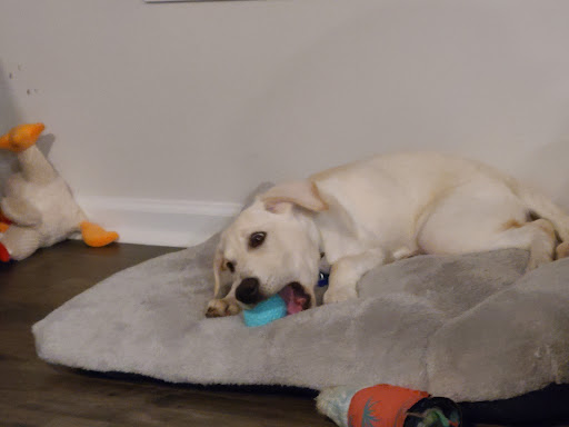 Photo from customer review