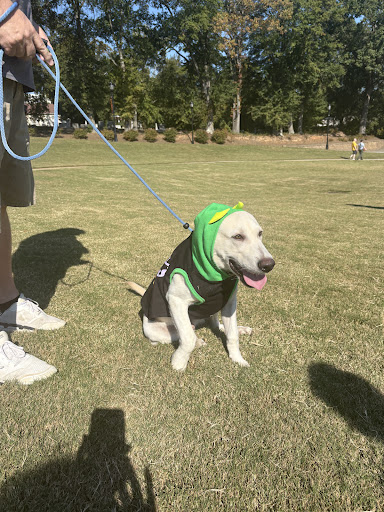 Photo from customer review