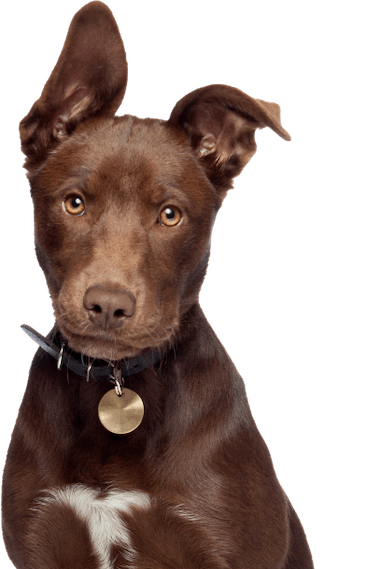 Dog behavior training in Grand Rapids, MI