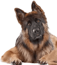 Dog Trainer in Powder Springs, GA