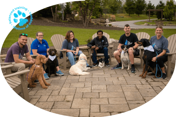 group-dog-training-min