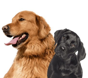 hero-new-dogs-opt-min