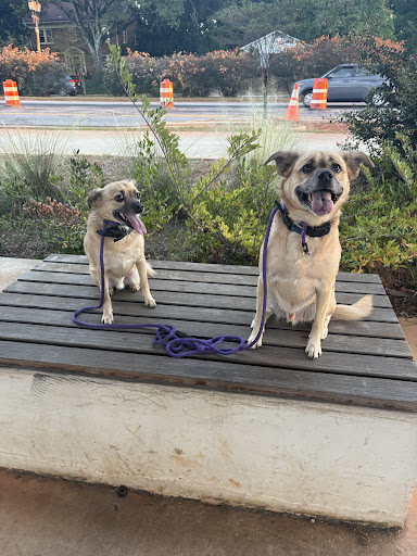 Photo from customer review