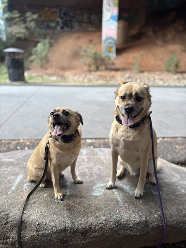 Photo from customer review