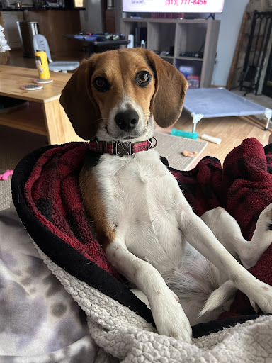 Photo from customer review