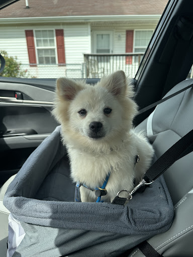 Photo from customer review