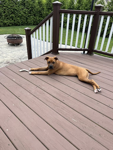 Photo from customer review